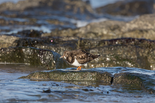 A Turnstone standing on a rock along the shoreline in sunlight.