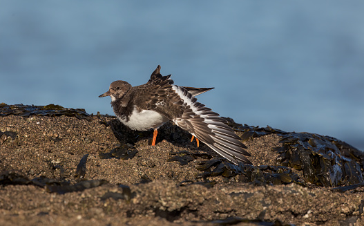 A Turnstone standing on rocks in sunlight with the blue sea in background