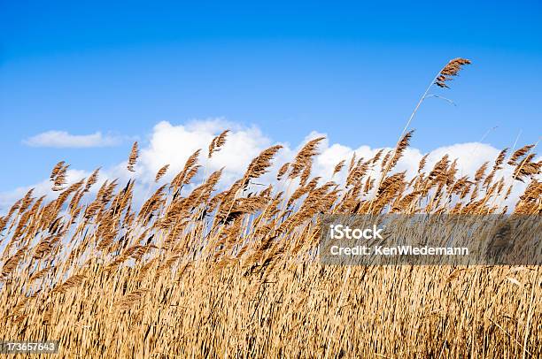 Phragmites Australis - カラー画像のストックフォトや画像を多数ご用意 - カラー画像, ケープコッド, ニューイングランド - アメリカ合衆国