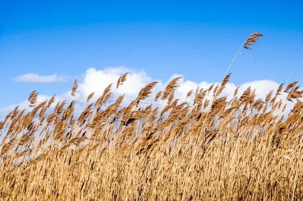 Phragmites is a very invasive plant of the reed family.  It spreads rapidly and is found in every state of the US as well as in Europe and Asia.  It can grow 6 meters tall. This group is blown by a winter wind on Cape Cod