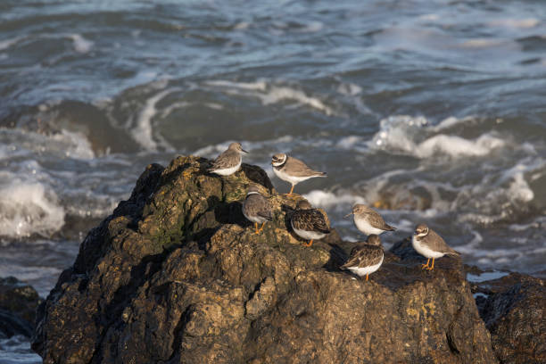 Sea birds gathered on rocks with breaking waves in background.