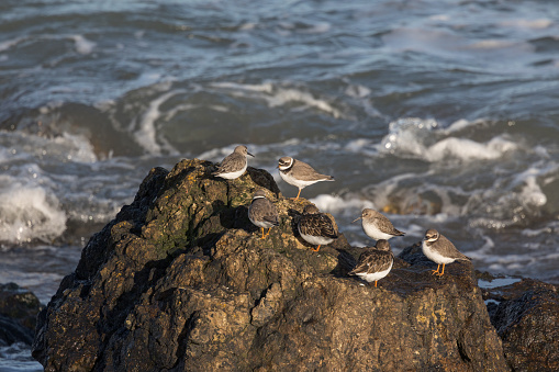 Wading birds gathered on rocks in sunlight along shoreline of Portmarnock Dublin Ireland.