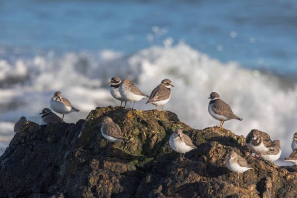 istock Sea birds gathered on rocks with breaking waves in background. 1736592346