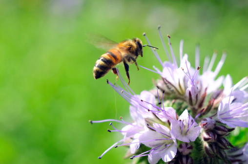 Flying honeybee near purple flower on the green background