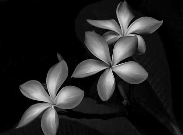 istock black and white frangipani flower 173659359