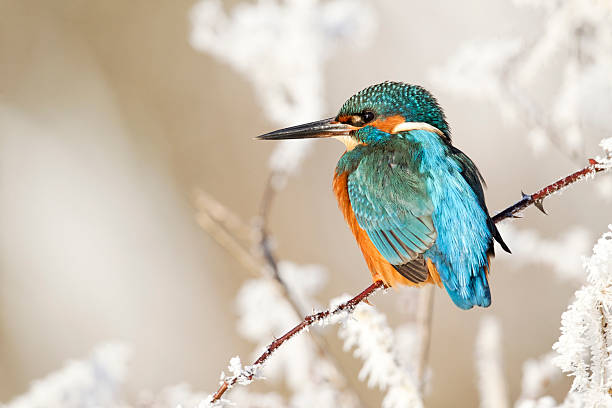 kingfisher, alcedo atthis - guarda rios - fotografias e filmes do acervo