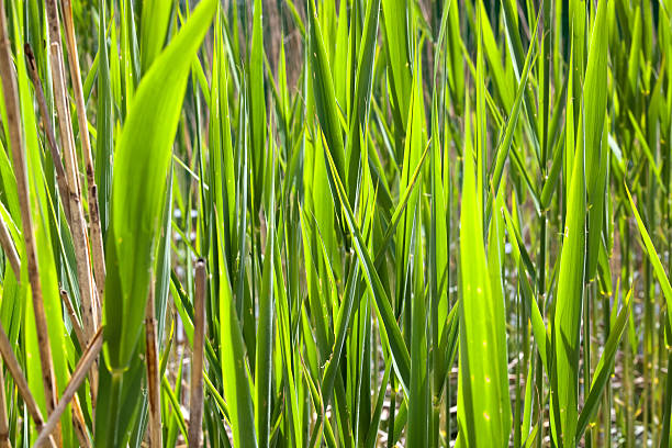 marsh reed pflanze stems - stipe lush foliage plant condition uncultivated stock-fotos und bilder