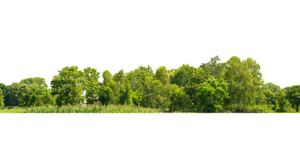 istock Group green tree isolate on white background. Cutout tree line. Row of green trees and shrubs in summer isolated on white background. ForestScene. High quality clipping mask. 1736596656