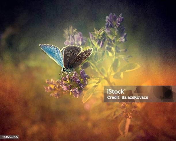 Vintage Butterfly On Wild Flower Stock Photo - Download Image Now - Animal, Animal Wildlife, Animals In The Wild