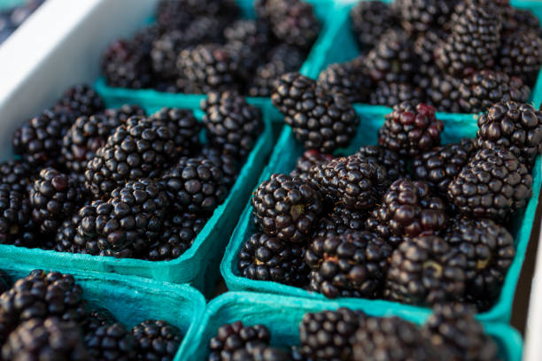 istock Blackberry Cartons 1736598774