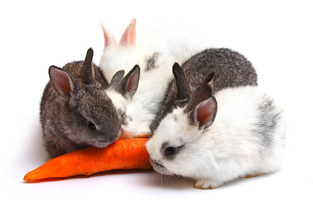 istock Happy New Year of rabbit 173659902