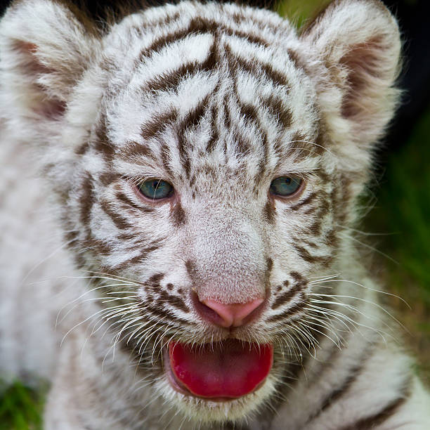ребенок белый тигр. - tiger animal endangered species human face стоковые фото и изображения