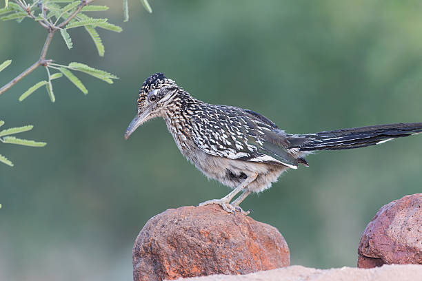 istock Greater Roadrunner in desert scene 173660859