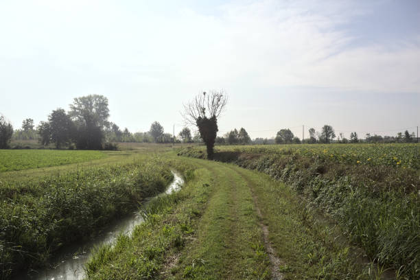 istock Path between trenches with water and fields on a sunny day in the italian countryside 1736617392