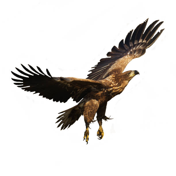 istock Majestic predator White-tailed eagle, Haliaeetus albicilla in Poland wild nature - isolated on white background - flying bird 1736619921