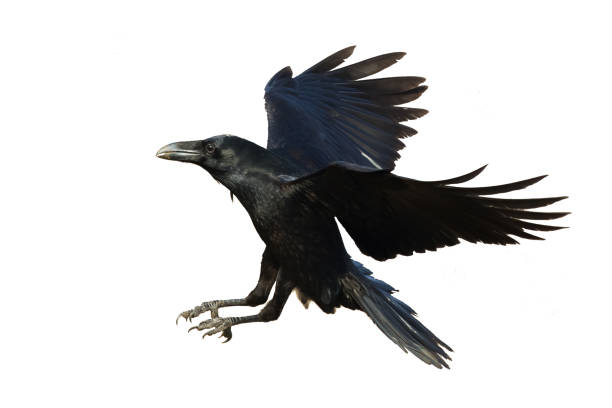 istock Birds flying raven isolated on white background Corvus corax. Halloween 1736621517