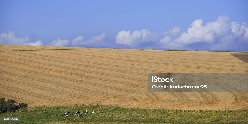 south downs - Foto stock royalty-free di Agricoltura