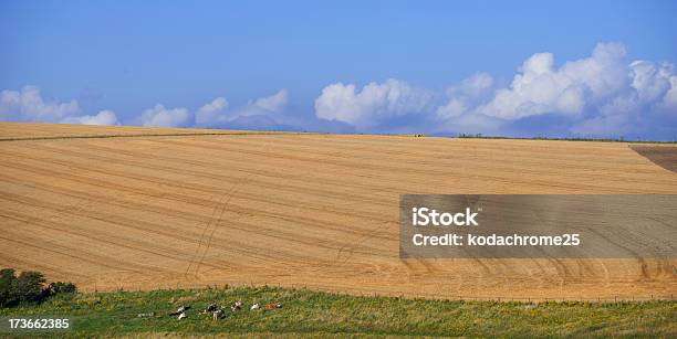 South Downs - Fotografie stock e altre immagini di Agricoltura - Agricoltura, Ambientazione esterna, Ambientazione tranquilla
