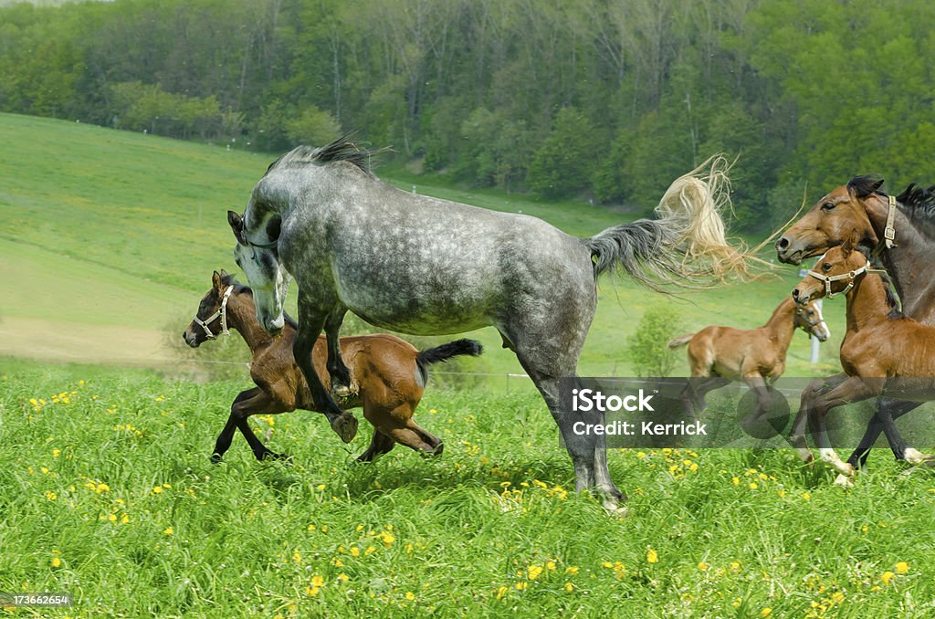 warmblood Herde-mare Bockendes Pferd - Lizenzfrei Fohlen Stock-Foto