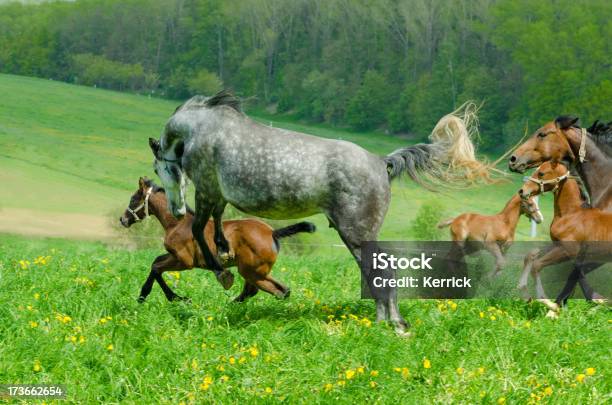 Warmblood Herdemare Bockendes Pferd Stockfoto und mehr Bilder von Fohlen - Fohlen, Stute, Rennen - Körperliche Aktivität