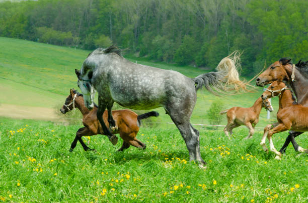 galloping flock of  warmblood horses. Mare and foal. The foal is about 6 weeks old.