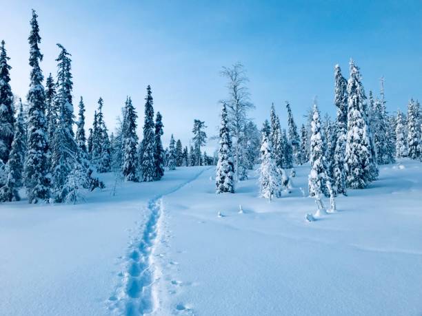 istock Track in Deep Snow Finish Lapland 1736651506