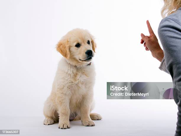 Golden Retriever Creme Cachorrinho É Aprendizagem - Fotografias de stock e mais imagens de Amizade - Amizade, Amor, Animal