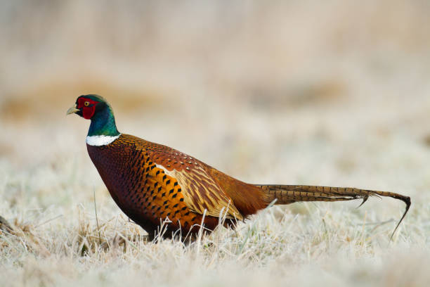 istock Common pheasant Phasianus colchius Ring-necked pheasant, wildlife Poland Europe 1736655865