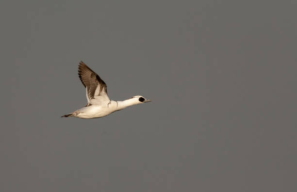 Smew, Mergellus albellus Smew (Mergellus albellus) wintering in the Netherlands. Male in flight near Harderwijk. mergellus albellus stock pictures, royalty-free photos & images