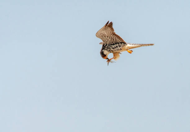Female Amur Falcon migrating over Happy Island, China, during spring migration. Eating an insect in mid air.