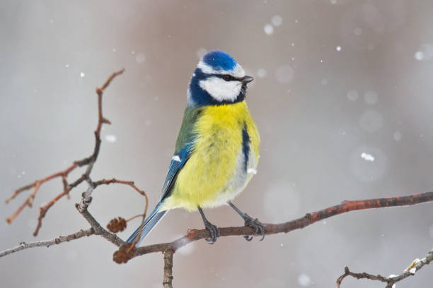 istock Bird - Bluetit on winter background, winter time Poland Europe 1736659831