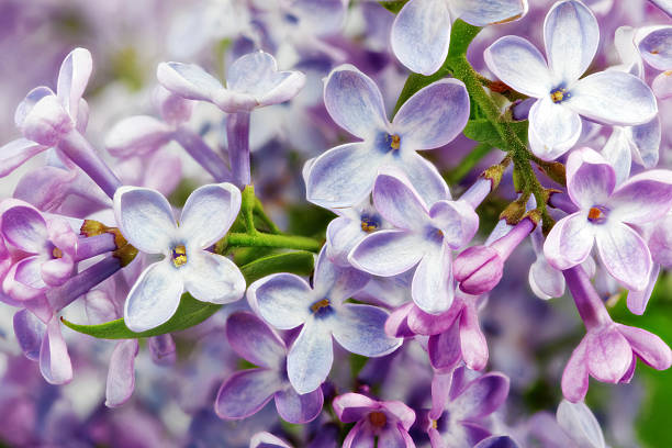 magnifique tas de lilas gros plan - quadriphyllous photos et images de collection