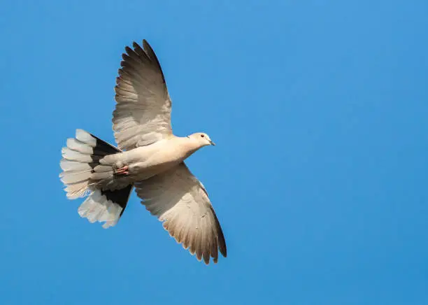 Eurasian Collared Dove (Streptopelia decaocto) on the Greek island of Lesvos.