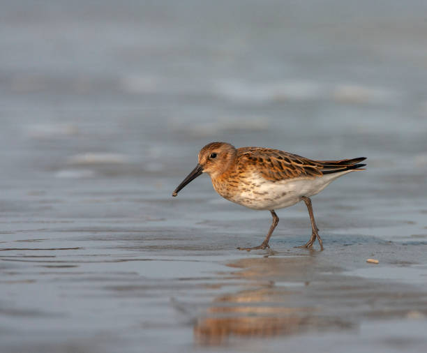 istock Dunlin, Calidris alpina alpina 1736662513