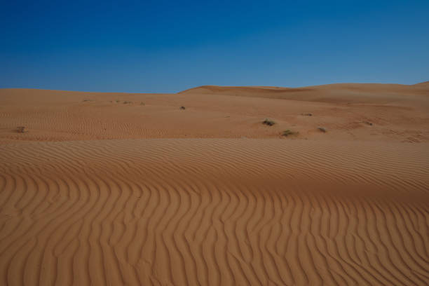 Desert landscape with sand dunes under a clear blue sky at Wahiba Sands