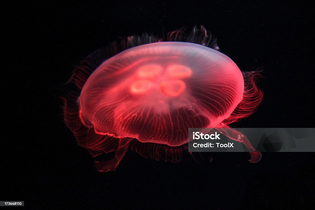 Aurelia aurita medusa - Foto de stock de Luz fluorescente libre de derechos