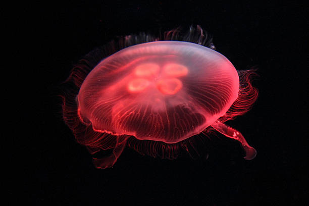 aurelia aurita água-viva - white spotted jellyfish fotos - fotografias e filmes do acervo