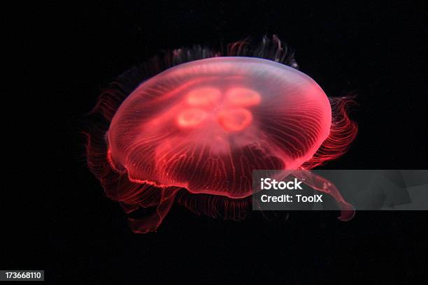 Foto de Aurelia Aurita Águaviva e mais fotos de stock de Luz Fluorescente - Luz Fluorescente, Medusa - Cnidário, Incandescência