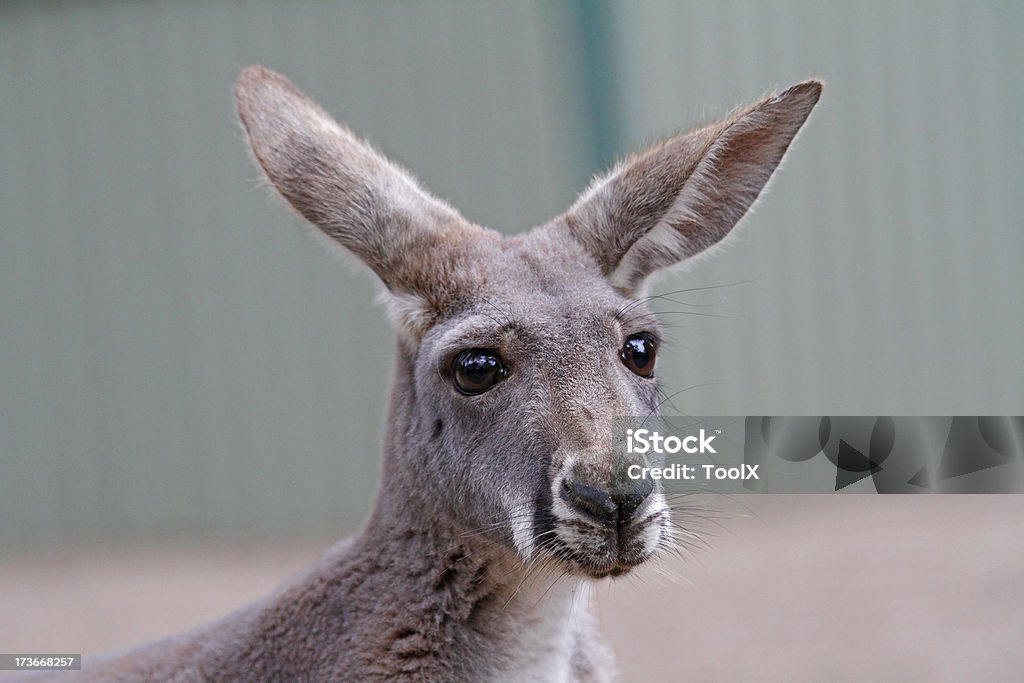 Kangur Zbliżenie - Zbiór zdjęć royalty-free (Australia)