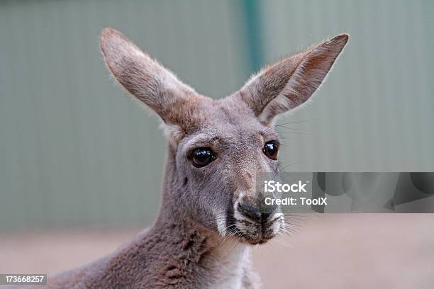 Canguru Plano Aproximado - Fotografias de stock e mais imagens de Animal - Animal, Austrália, Canguru