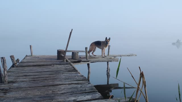 German shepherd dog stays and poses on wooden pier over lake or river in fog at morning, golden hour light sunrise. Trip with a pet to nature. Pretty pet in nature landscape. 4k horizontal footage.
