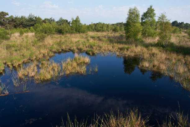 istock Nationaal Park De Groote Peel, Netherlands 1736694856