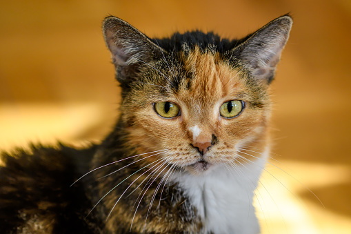 Cute tabby cat on the edge of a chair in kitchen. Apartment is very lived in and cosy. Horizontal full length indoors shot with copy space.