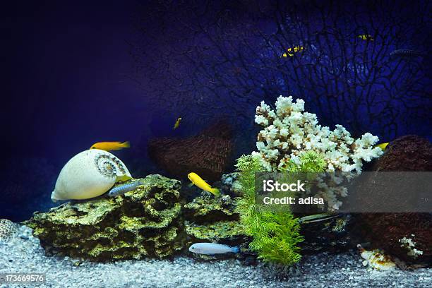Akwarium - zdjęcia stockowe i więcej obrazów Akwarium dla rybek - Akwarium dla rybek, Bańka, Dzikie zwierzęta