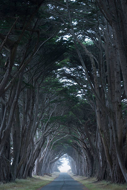istock Road covered by a canopy of trees. 173669662