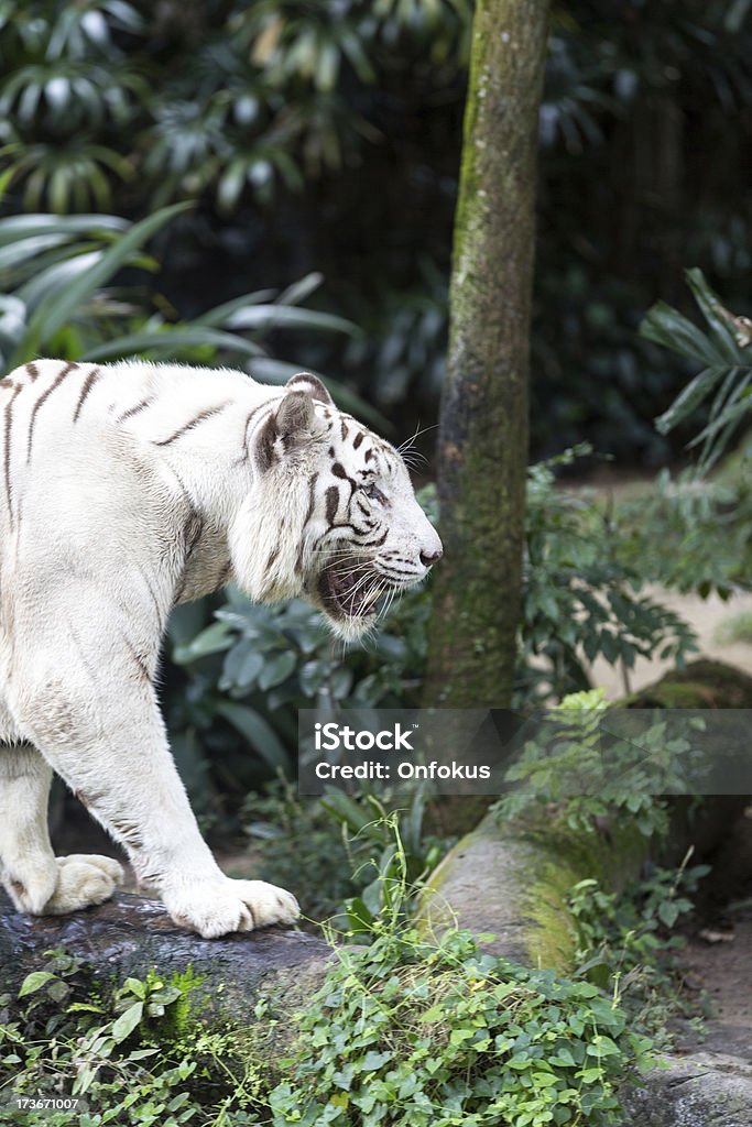 Tigre blanco en cautiverio a pasos de alrededor - Foto de stock de Aire libre libre de derechos