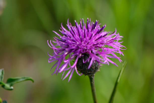 istock wild flowers in the forest in Latvia 1736715507