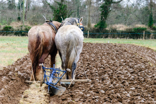 Two clydesdale horses pull an old fashioned horse-drawn plough