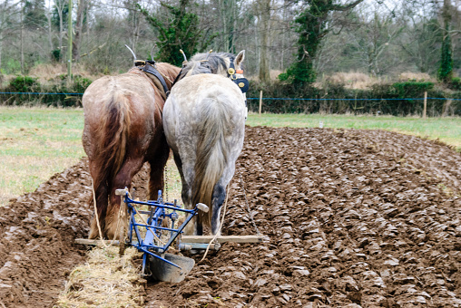 Two clydesdale horses pull an old fashioned horse-drawn plough