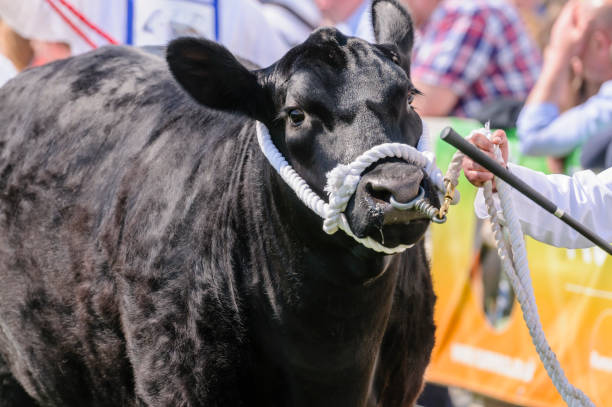istock Handler shows an Aberdeen Angus cattle cow breed at an agricultural shows. 1736721044